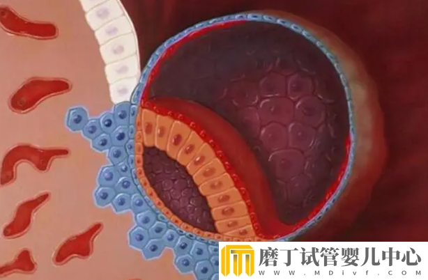 冻胚移植后1-14天变化情况，根据图片可清楚知道胚胎的变化(图6)