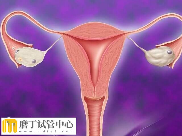 卵巢功能好对试管婴儿有没有好处